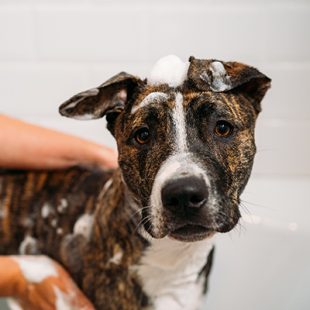 Woman Bathing her American Staffordshire Terrier or the Amstaff