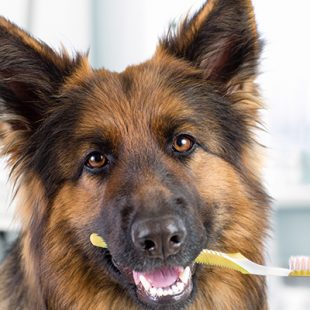 Dog holding toothbrush in mouth