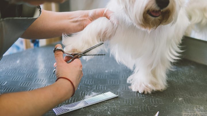 807815 haircut scissors white dogs. Dog grooming in the grooming